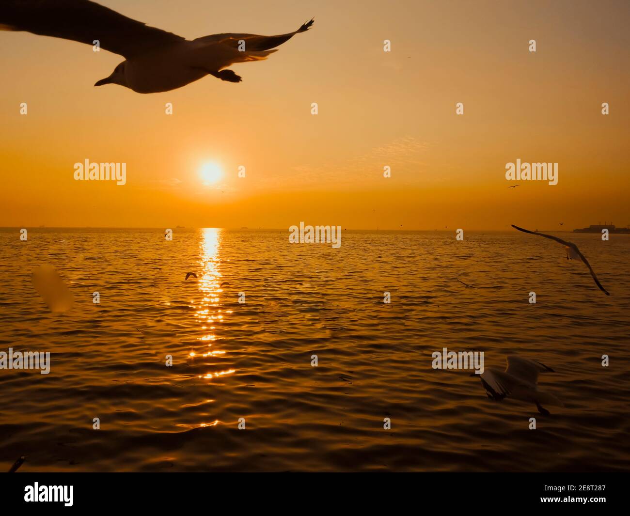 Coucher de soleil mer oiseau Silhouette coucher de soleil.Silhouette oiseau vol photographie mer. Photographie minimale Banque D'Images