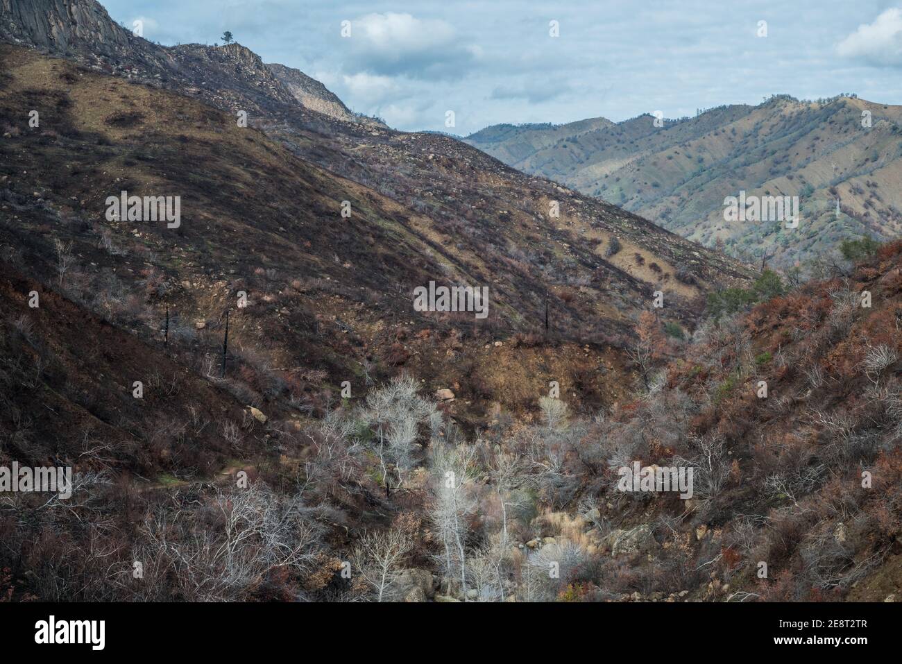 Le paysage est brûlé et désolé après les feux balayés à travers la nature sauvage dans le nord de la Californie. Banque D'Images