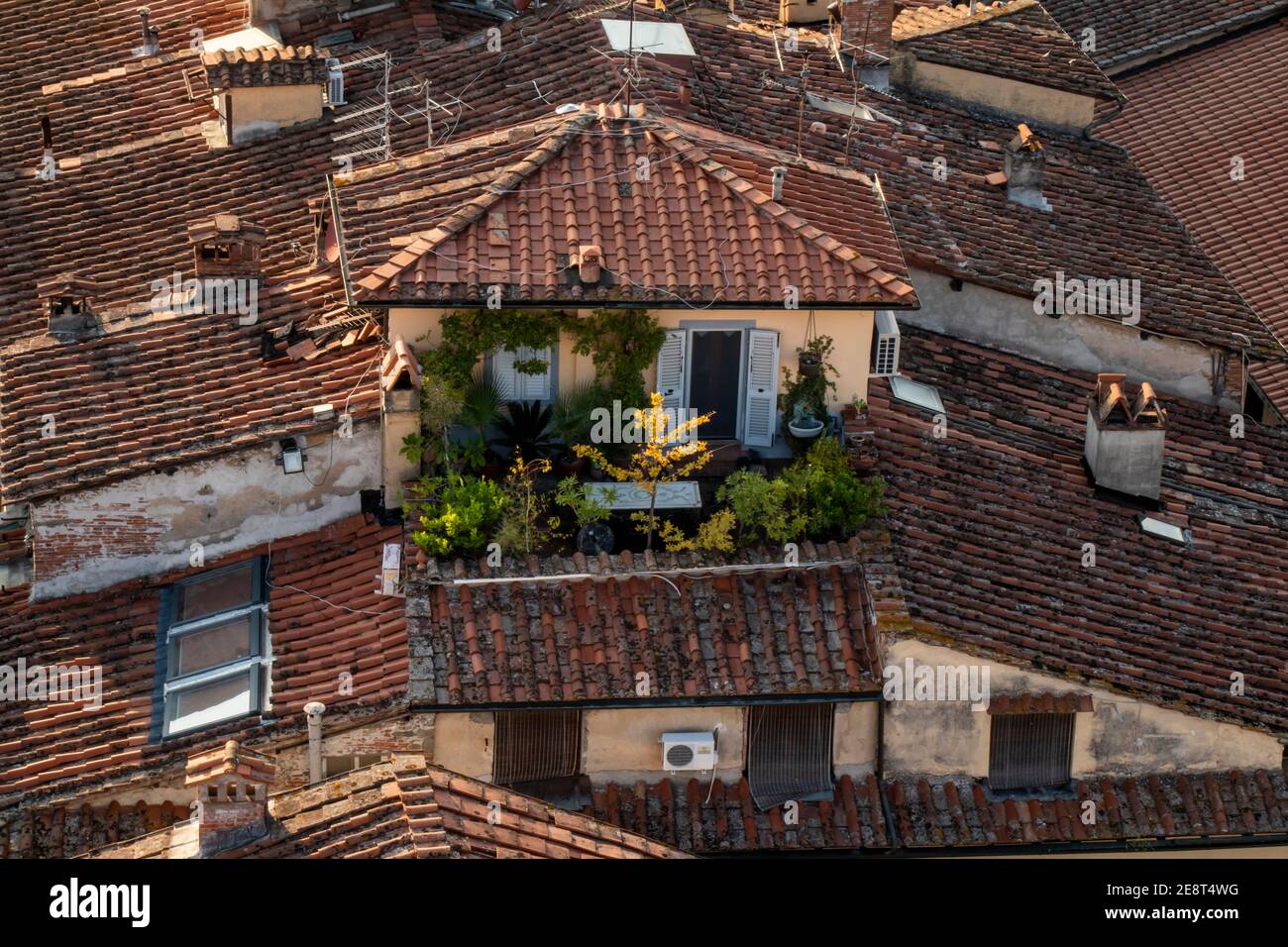 La vue depuis le sommet de la Torre Guinigi à Lucques, Toscane, Italie. Charmants appartements sur le toit avec fleurs sur le patio et toits de tuiles rouges. Banque D'Images