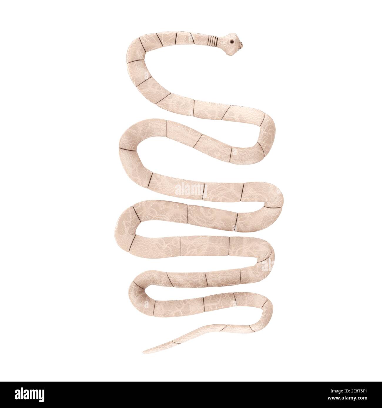 Taenia Solium Tapeworm gros plan microscopique Voir sur fond blanc. Rendu 3d Banque D'Images