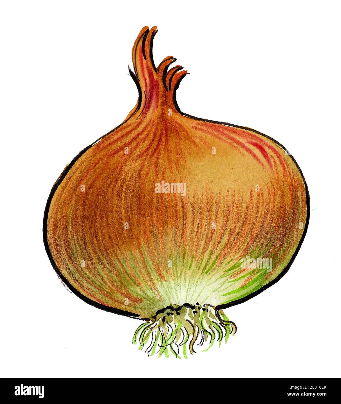 Légume d'oignon. Dessin à l'encre et aquarelle Banque D'Images