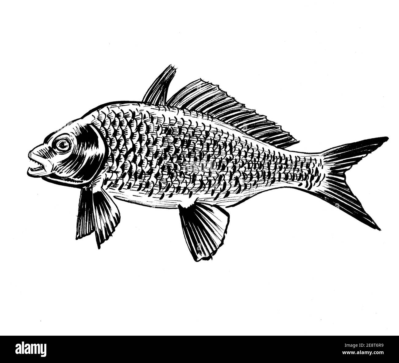 Poisson d eau douce. Dessin noir et blanc Photo Stock Alamy