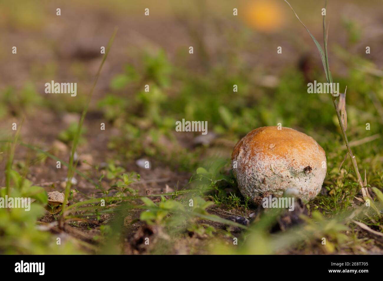 Pourriture des fruits orange amers qui sont tombés au sol, arrière-plan flou Banque D'Images