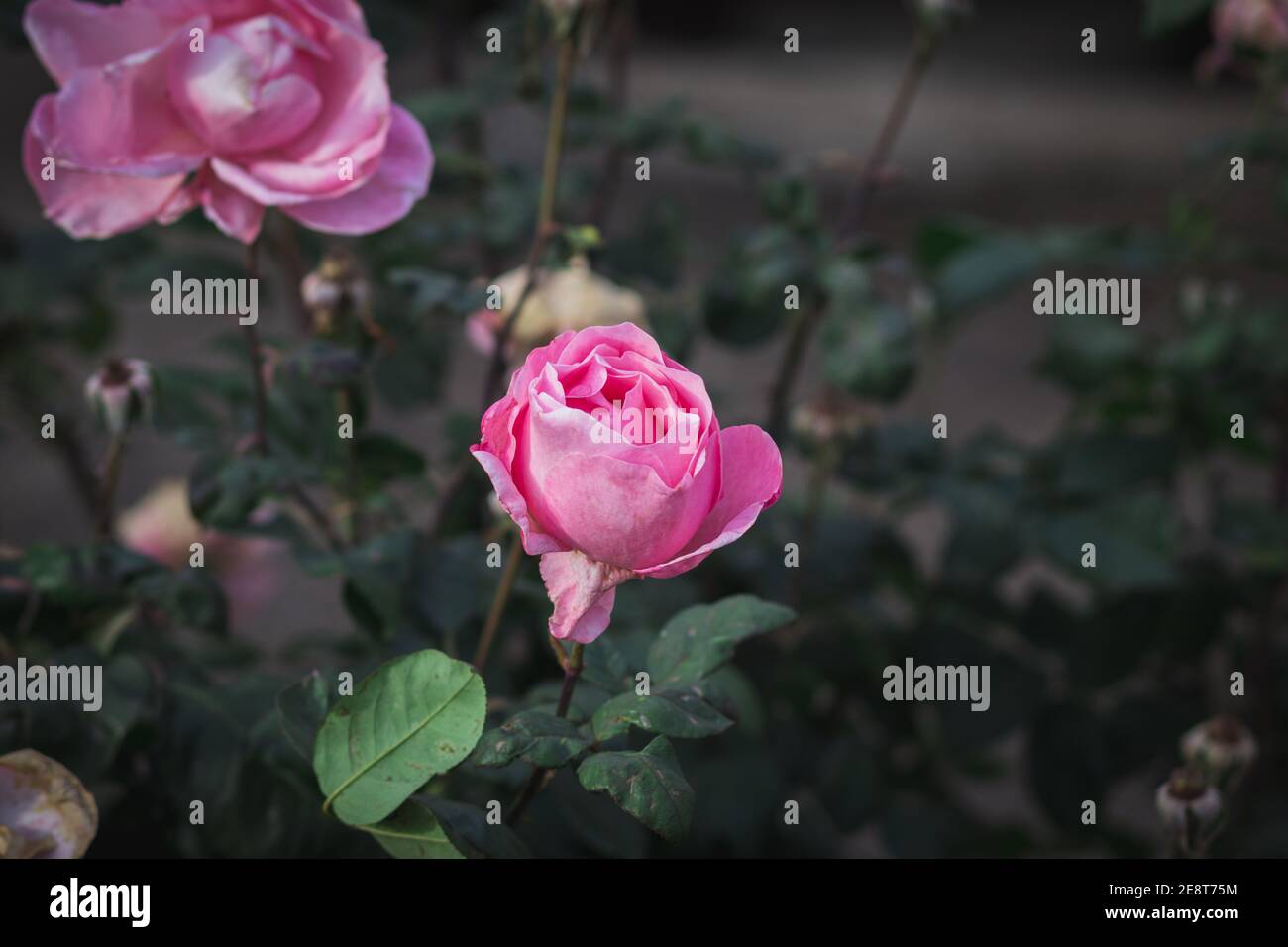 Fleur rose avec gouttes de pluie sur elle, arrière-plan flou Banque D'Images
