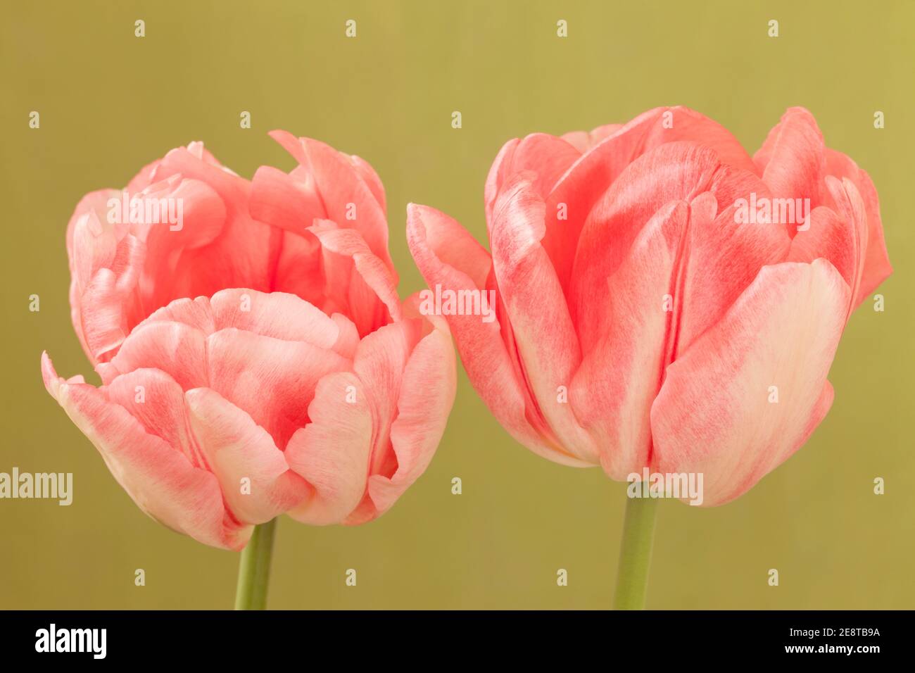 Tulipa 'Foxtrot', tulipe double rose Banque D'Images