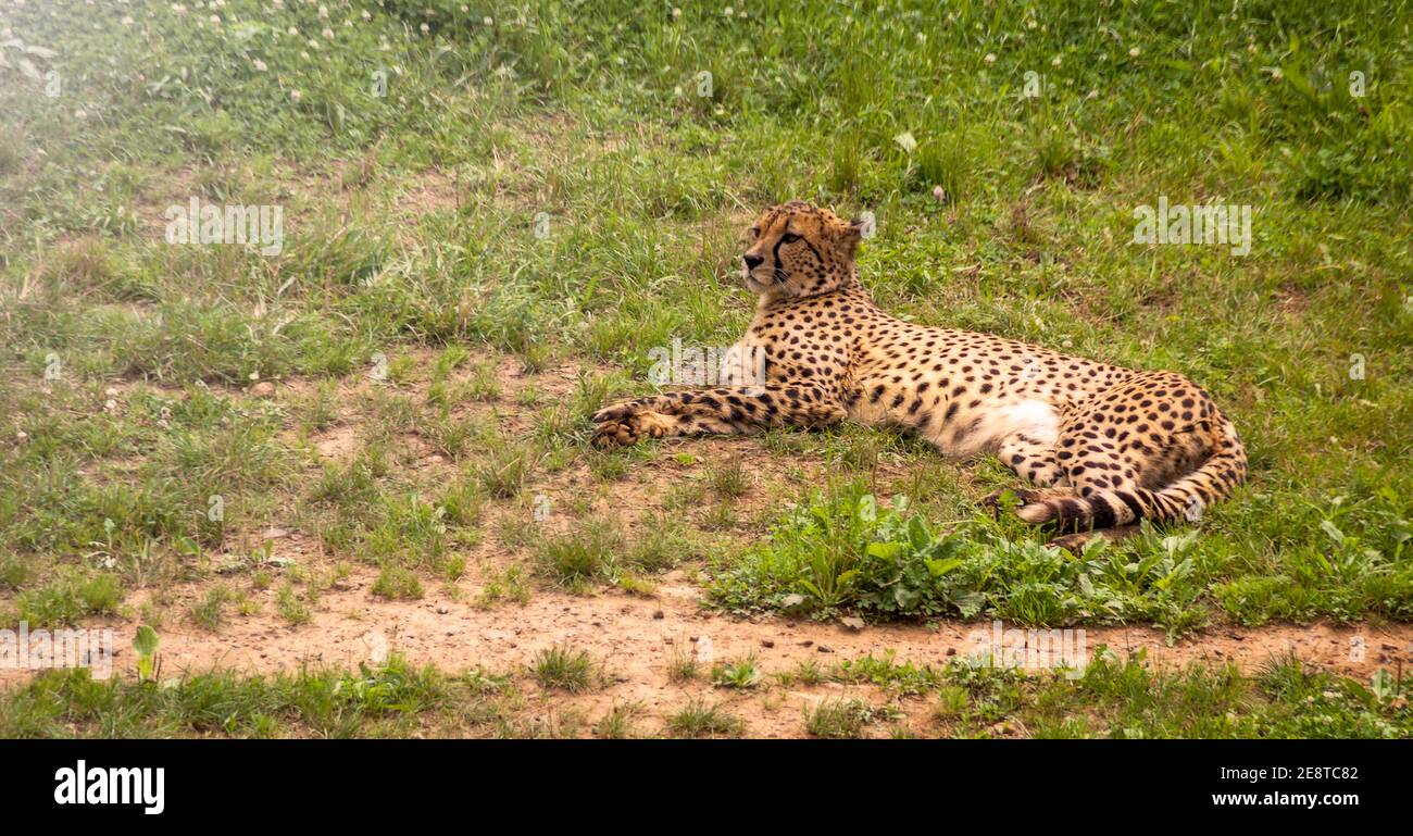 Photographie de Cheetah. Acinonyx jubatus dans le parc naturel de Cabarceno en Cantabrie Banque D'Images
