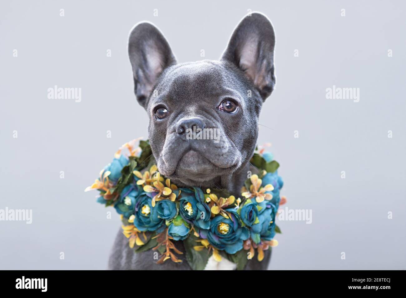 Magnifique chien Bulldog français recouvert de bleu avec col de fleur avant de l'arrière-plan gris Banque D'Images