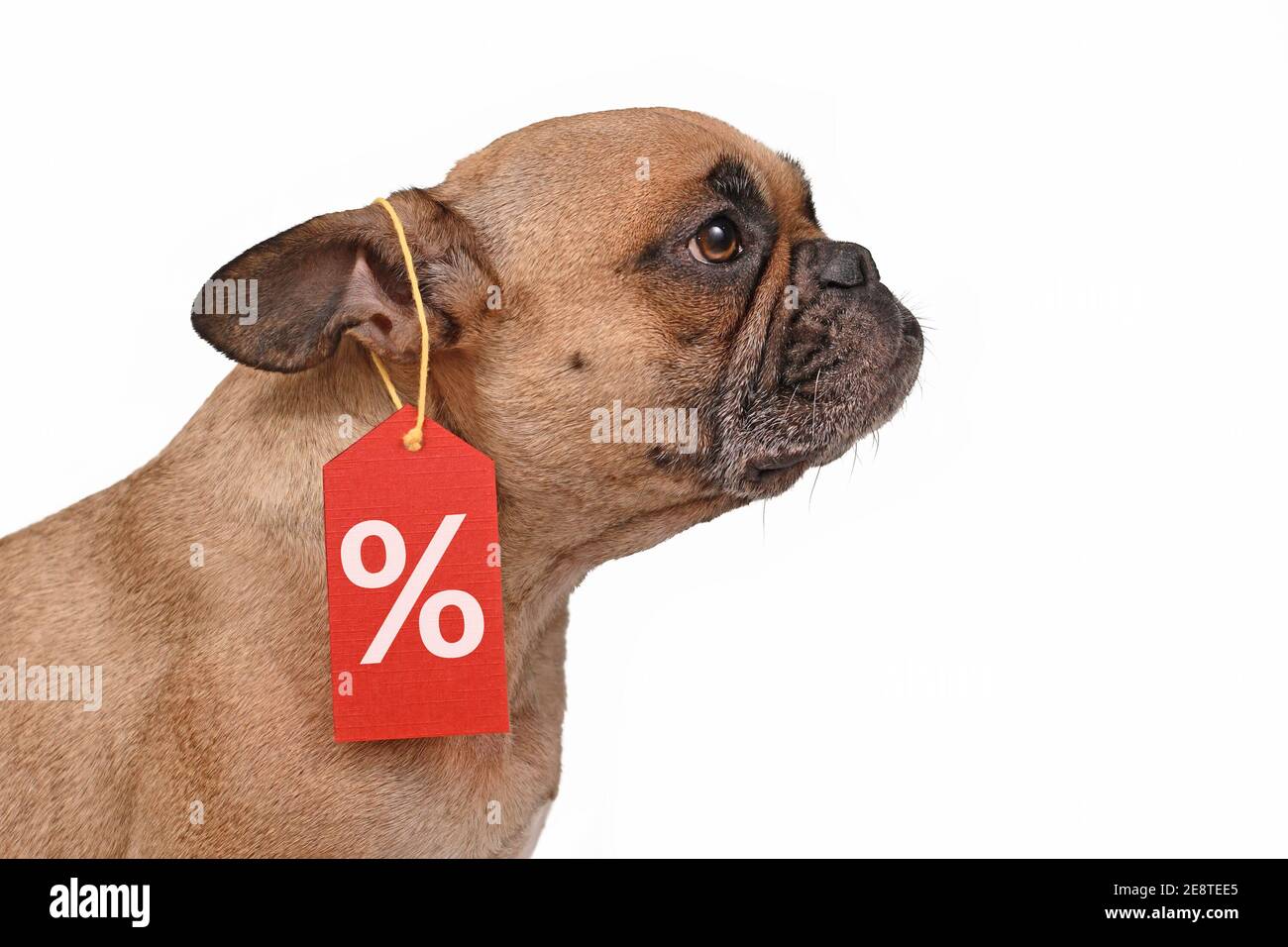 Chien Bulldog français avec étiquette de prix et affiche de pourcentage de solde isolé sur fond blanc Banque D'Images