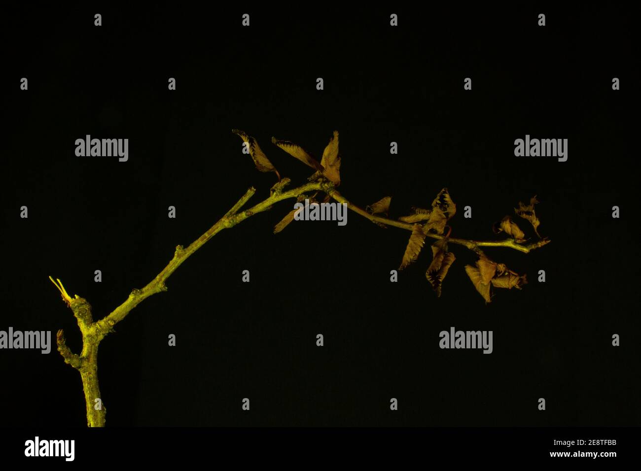 une seule branche horizontale de feuilles mortes brunes isolée avec lumière jaune sur fond noir Banque D'Images