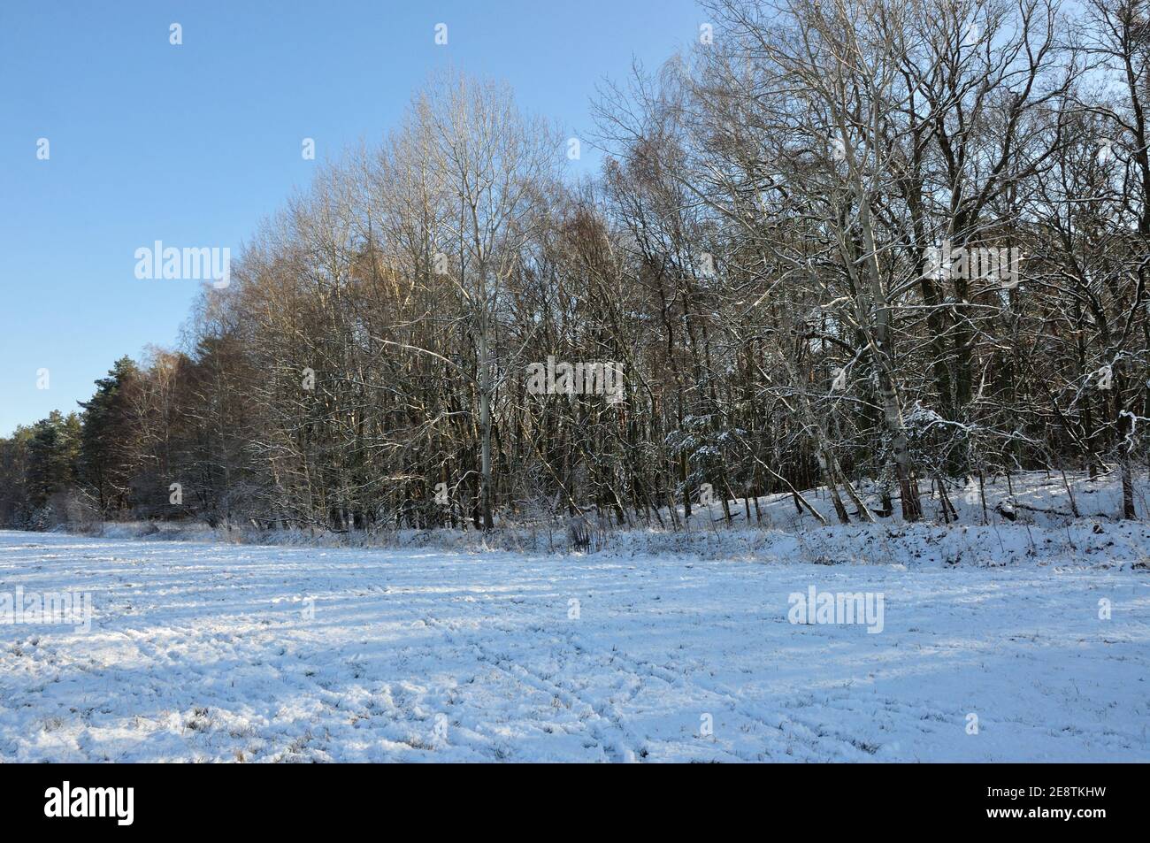 DAS Ende des Januars 2021 bescherte uns eine märchenhafte Winterwanderung Burch das Landschaftsschutzgebiet des Erpetals am Rande von Berlin BEI Walde Banque D'Images