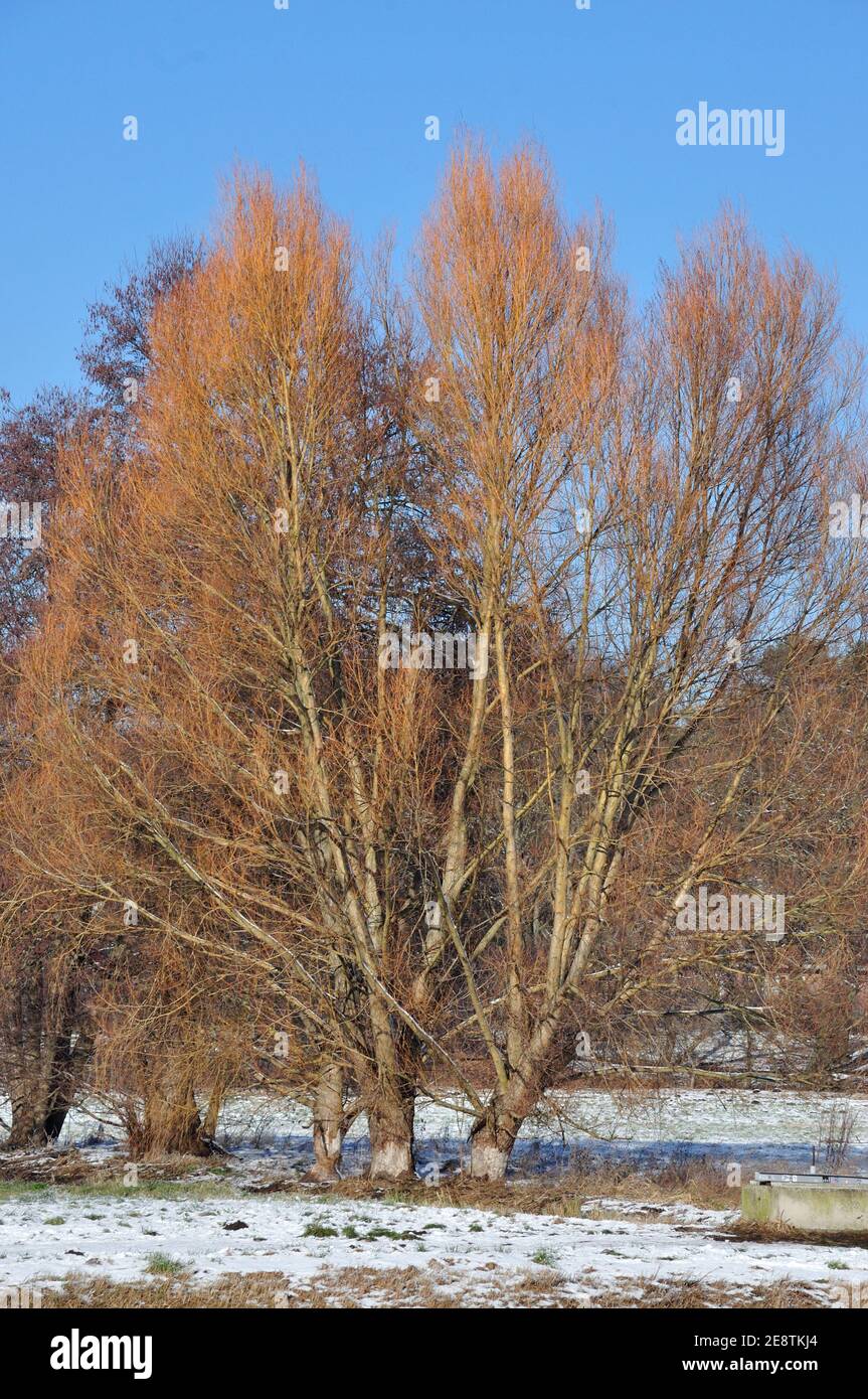 DAS Ende des Januars 2021 bescherte uns eine märchenhafte Winterwanderung Burch das Landschaftsschutzgebiet des Erpetals am Rande von Berlin BEI Walde Banque D'Images