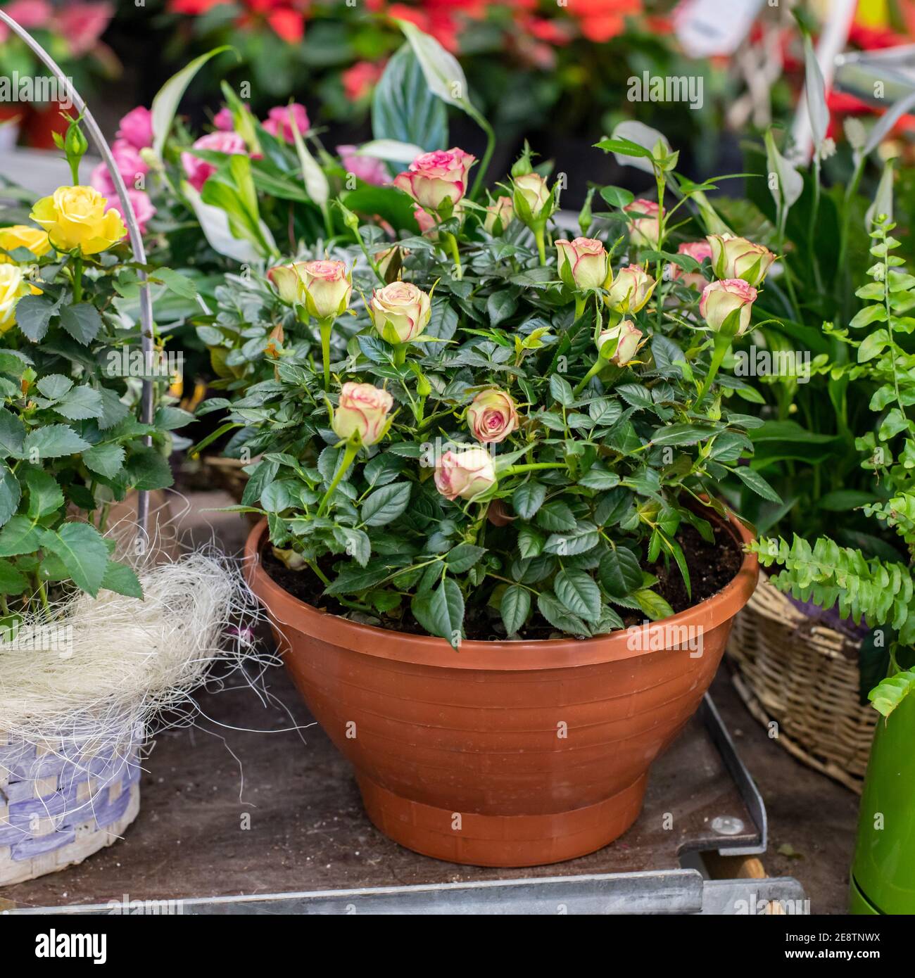 Rose Naine Dans Un Pot De Fleurs Petite Fleur De Rose Petites Fleurs Sur Le Bush Vert Naturel Parfume Belle Fleur De Maison Rose Vert Bourgeon Frais Naturel Photo Stock Alamy Rose Naine Dans Un Pot De Fleurs Petite Fleur De Rose Petites Fleurs Sur Le Bush Vert Naturel Parfume Belle Fleur De Maison Rose Vert Bourgeon Frais Naturel Photo Stock Alamy