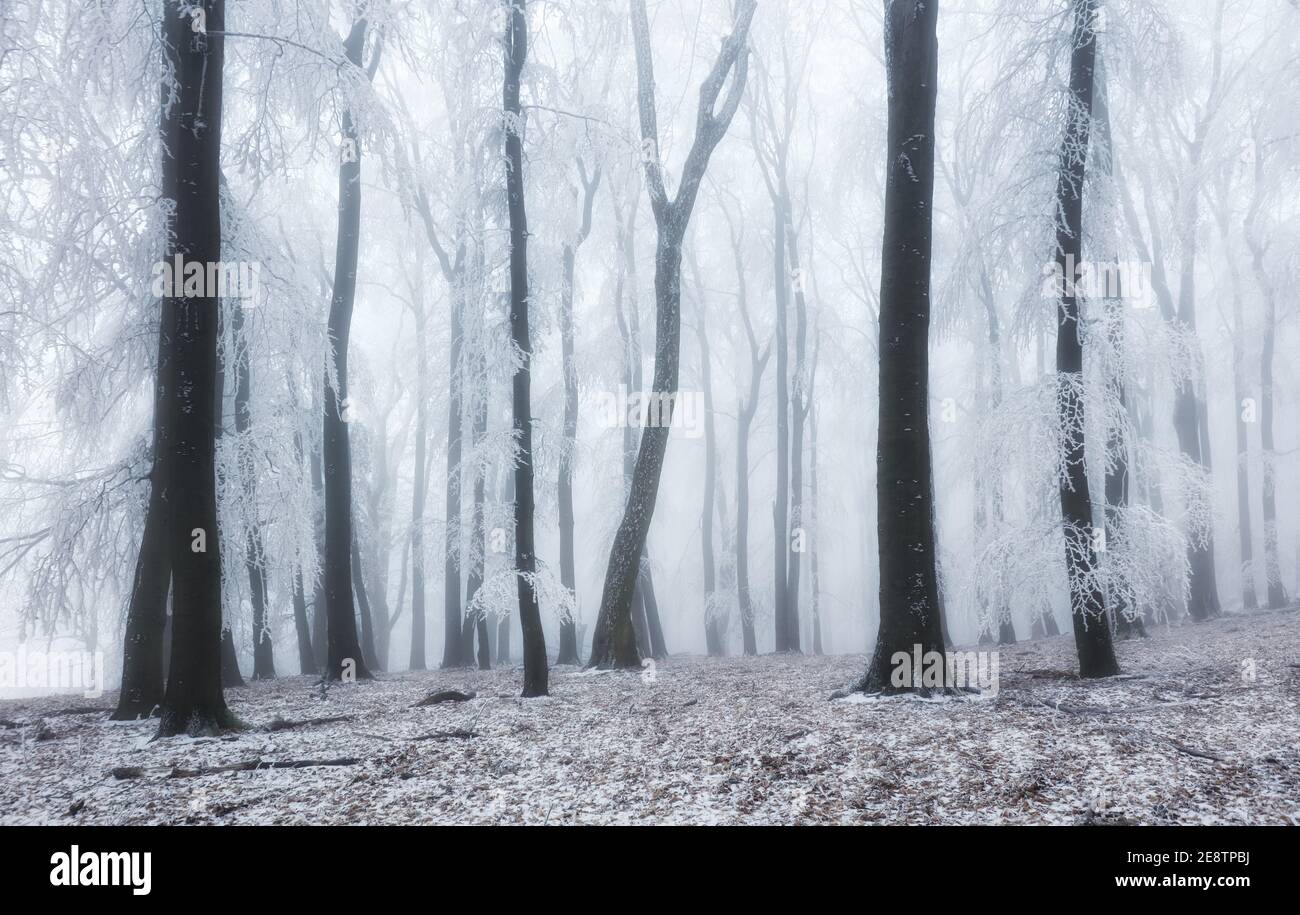 Forêt d'hiver dans les montagnes. Treet d'hiver majestueux Banque D'Images