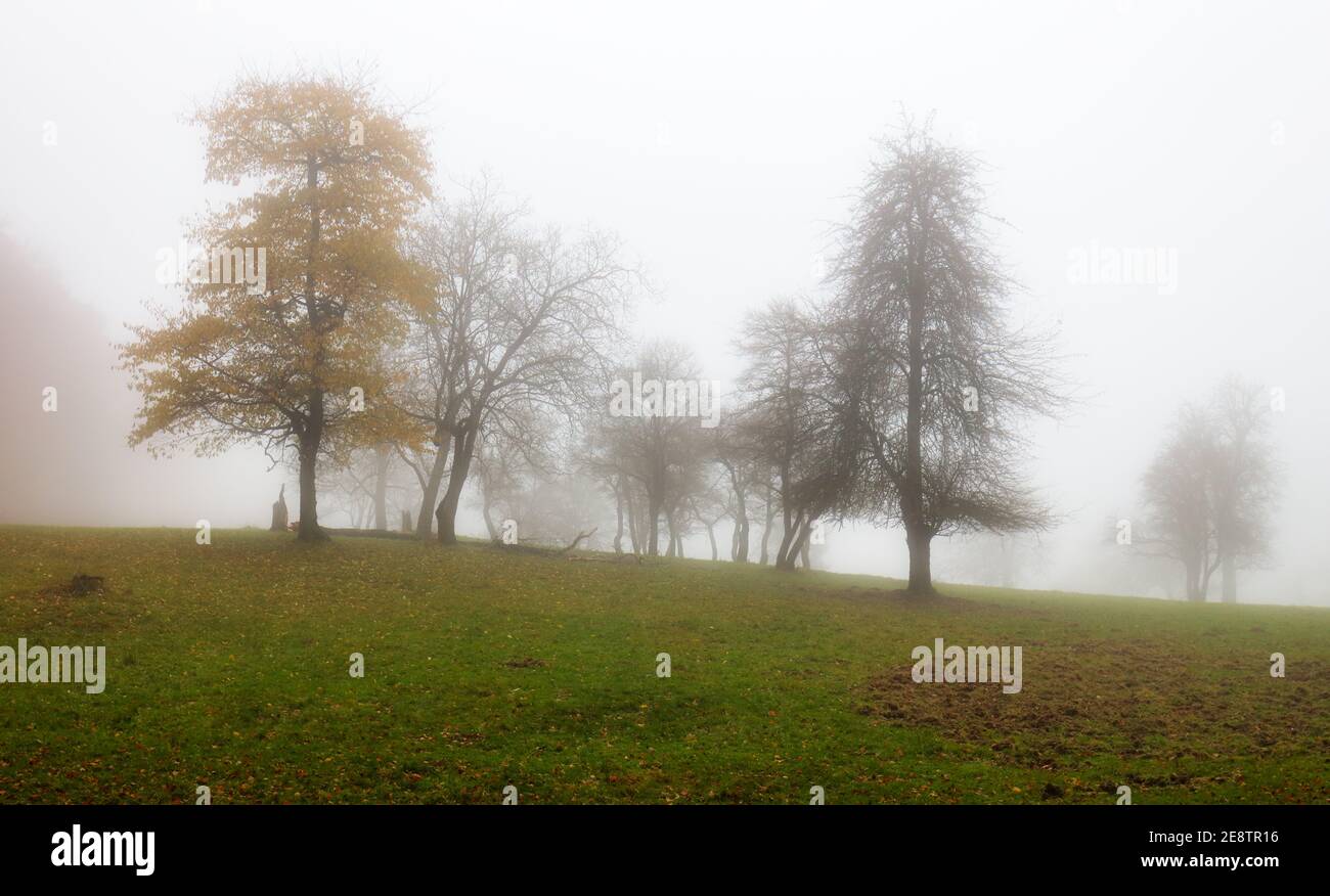 Bois à l'automne à la brume Banque D'Images