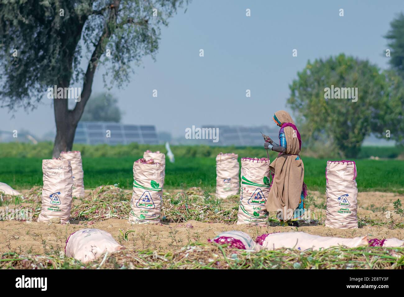 Pile d'oignon rouge. L'oignon récolté est empilé dans le champ de Jamshoro Sindh. Banque D'Images