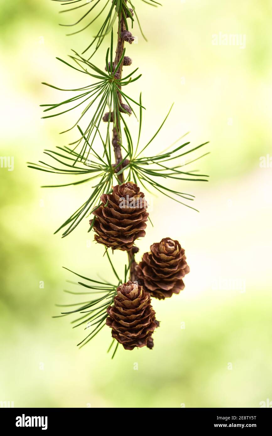 Branche de mélèze avec cônes sur fond flou Banque D'Images