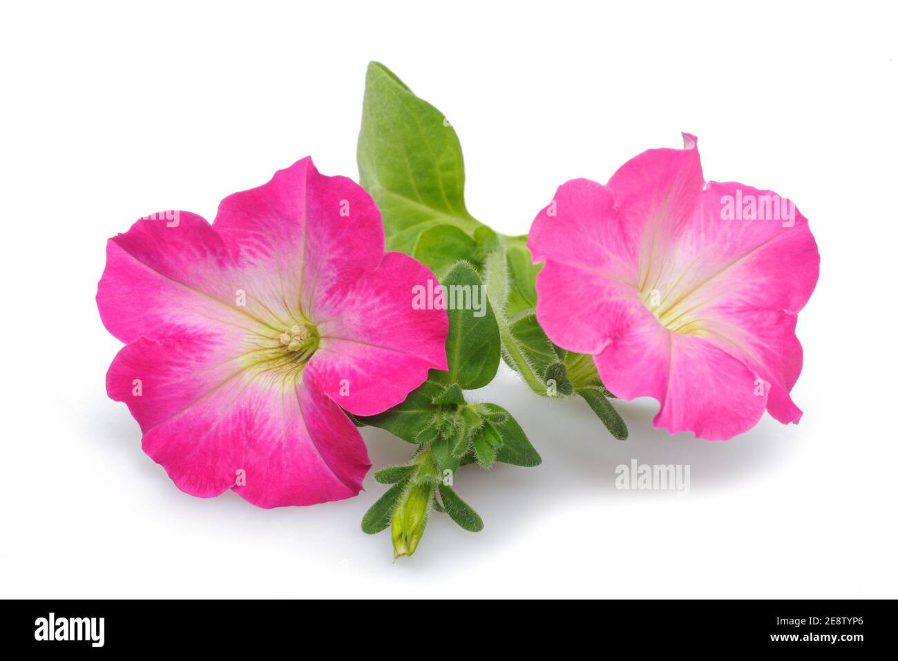 Surfinia rose fleurs pétunia isolées sur fond blanc Banque D'Images