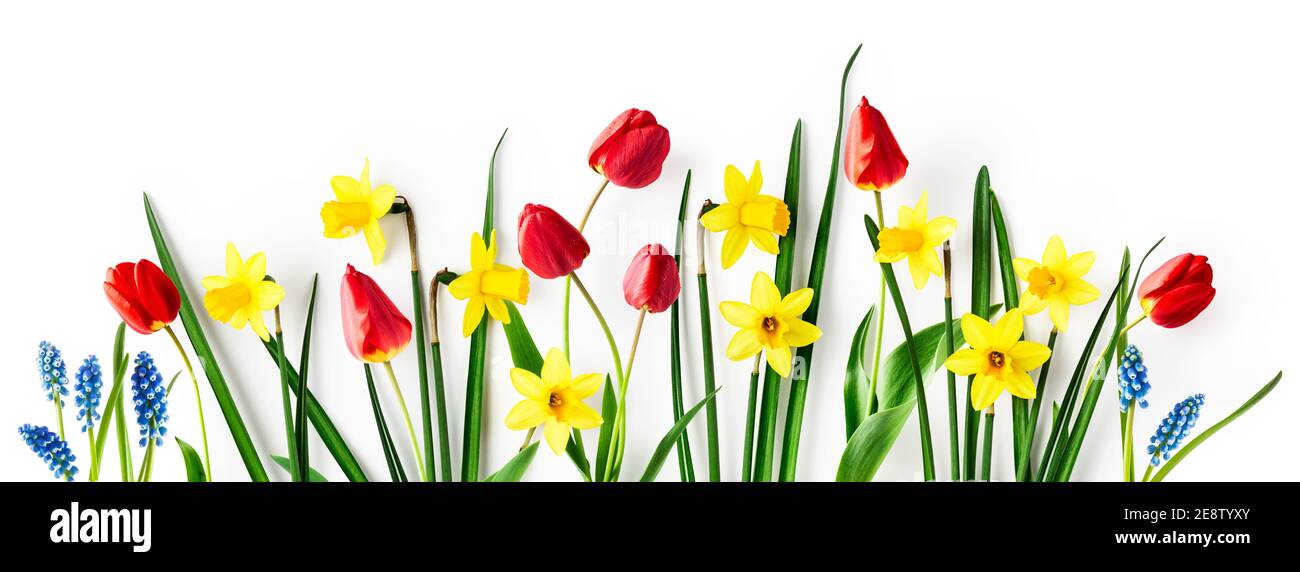 Composition créative avec fleurs de printemps de jonquille, tulipe et  muscari bleu sur fond blanc. Bannière florale avec de beaux narcisses  jaunes et t rouge Photo Stock - Alamy