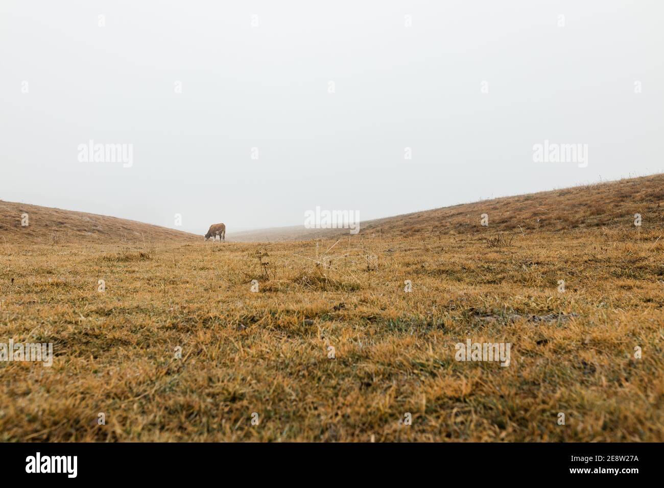 Vache dans la prairie dans un matin d'hiver brumeux Banque D'Images