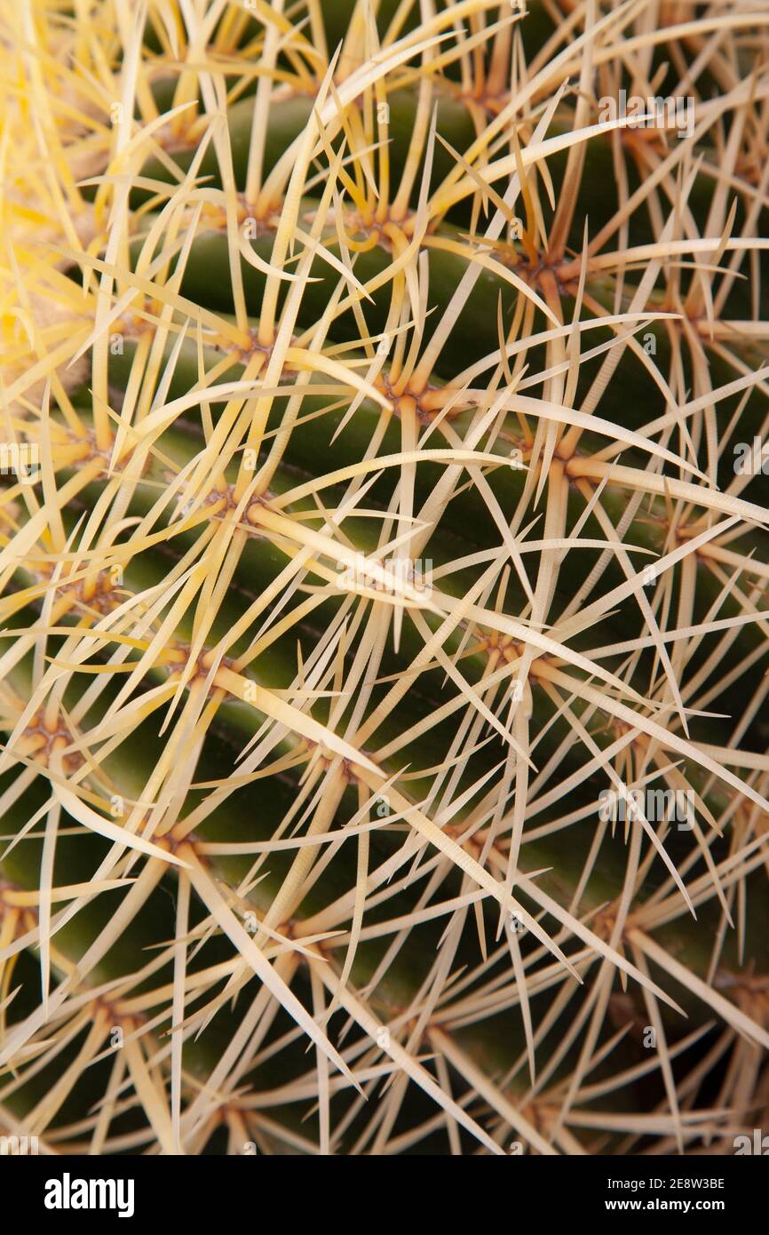 Gros plan des épines sur le cactus Banque D'Images