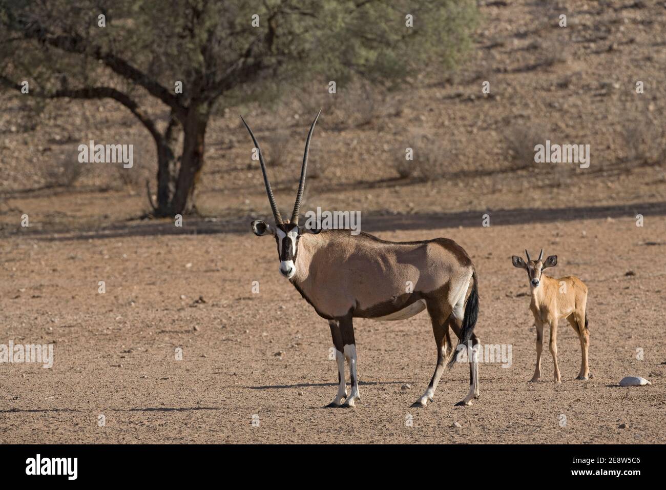 Gemsbok (Oryx gazella) avec veau, parc transfrontier de Kgalagadi, Afrique du Sud Banque D'Images