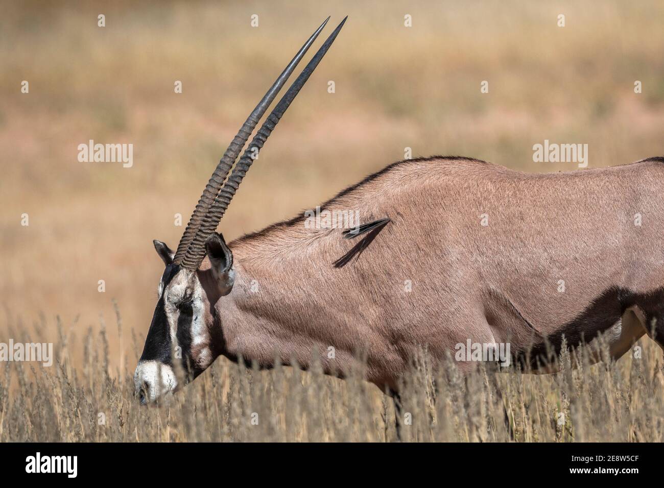 Gemsbok (Oryx gazella) avec blessure à corne imparée, parc transfrontier de Kgalagadi, Afrique du Sud Banque D'Images