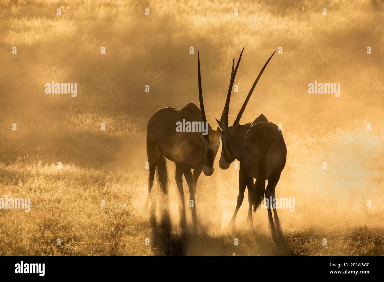 Gemsbok (Oryx gazella), parc transfrontier de Kgalagadi, Afrique du Sud Banque D'Images