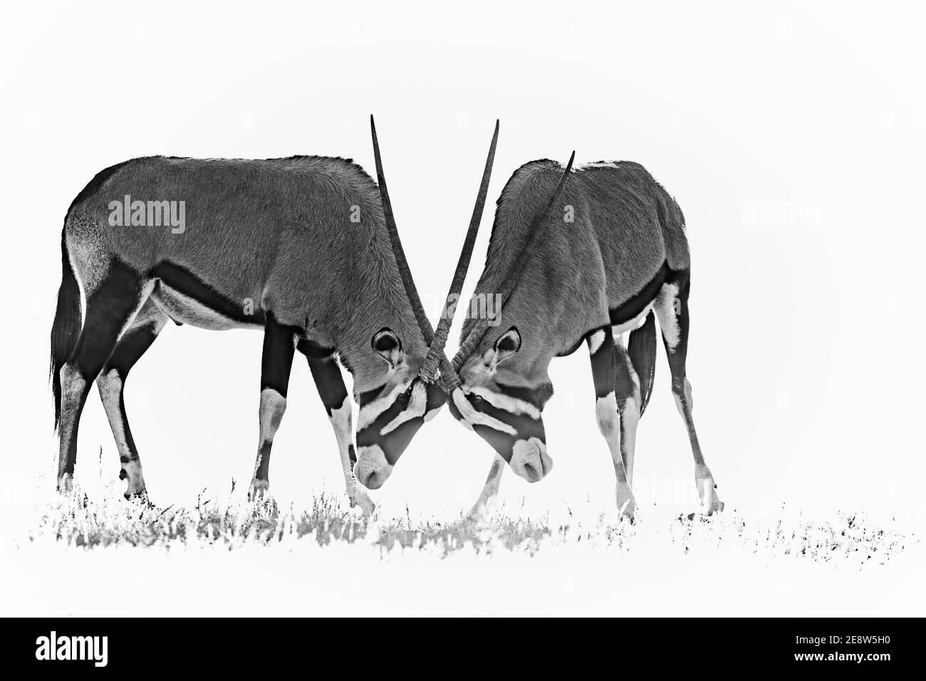 Combats de Gemsbok (Oryx gazella), parc transfrontier de Kgalagadi, Afrique du Sud Banque D'Images