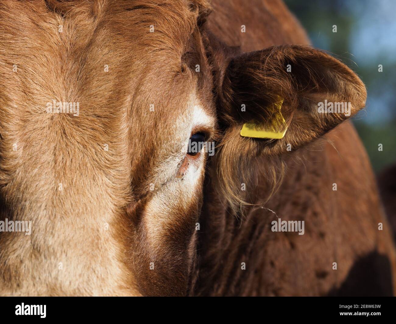 Un gros plan du côté d'un taureau montrant son œil et son oreille avec une  étiquette Photo Stock - Alamy
