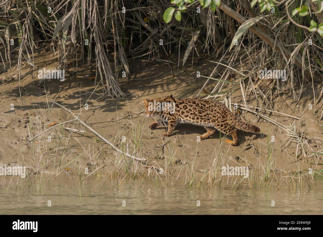 Chat léopard regardant en marchant sur le côté de la rivière au parc national de Sundarban, Bengale-Occidental, Inde Banque D'Images