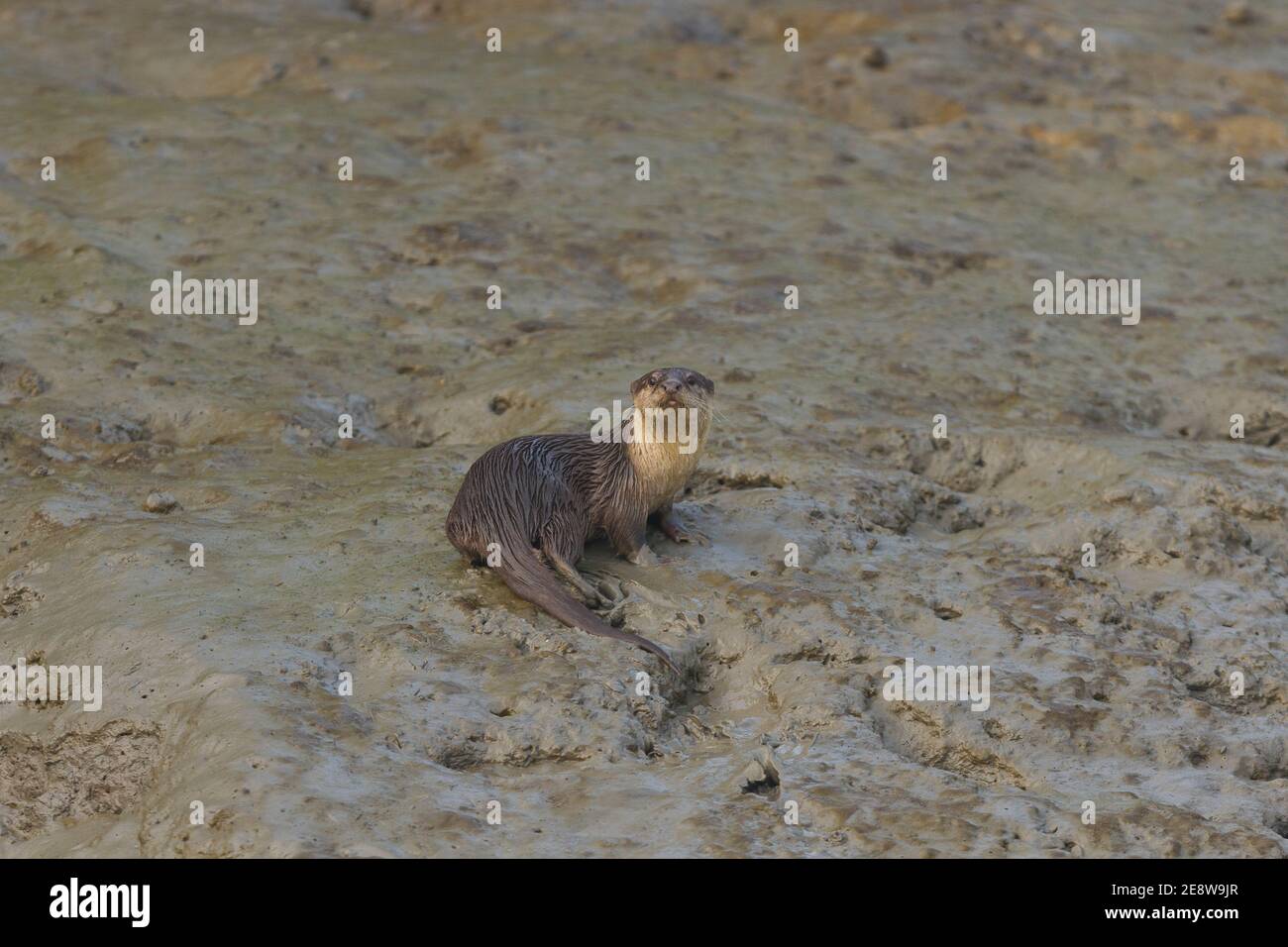 La loutre asiatique à petit clawed se trouve un matin d'hiver au parc national de Sundarban, Bengale occidental, Inde Banque D'Images