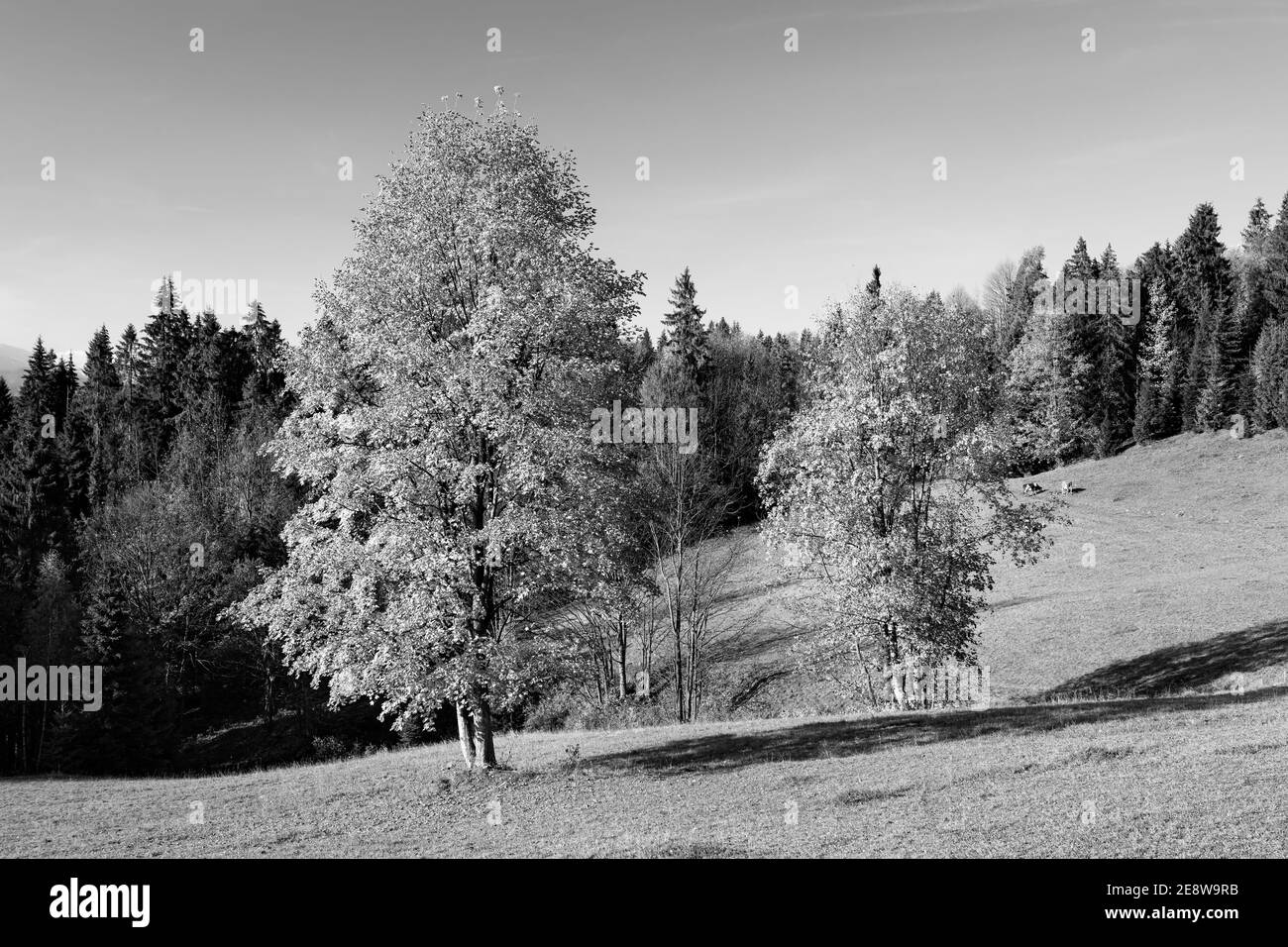 vesoke tatry, hautes tatras, slovaquie, aventure, agriculture, agronomie, incroyable, attraction, fond, belle, coloré, pays, destination, dra Banque D'Images