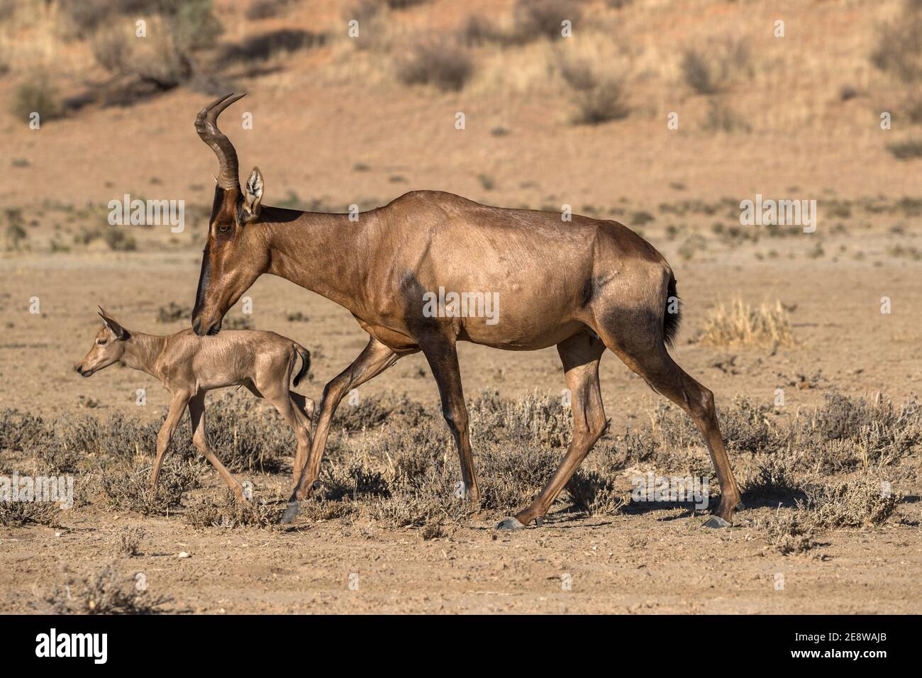 (Alcelaphus buselaphus bubale rouge caama) avec les jeunes, Kgalagadi transfrontier Park, Afrique du Sud Banque D'Images