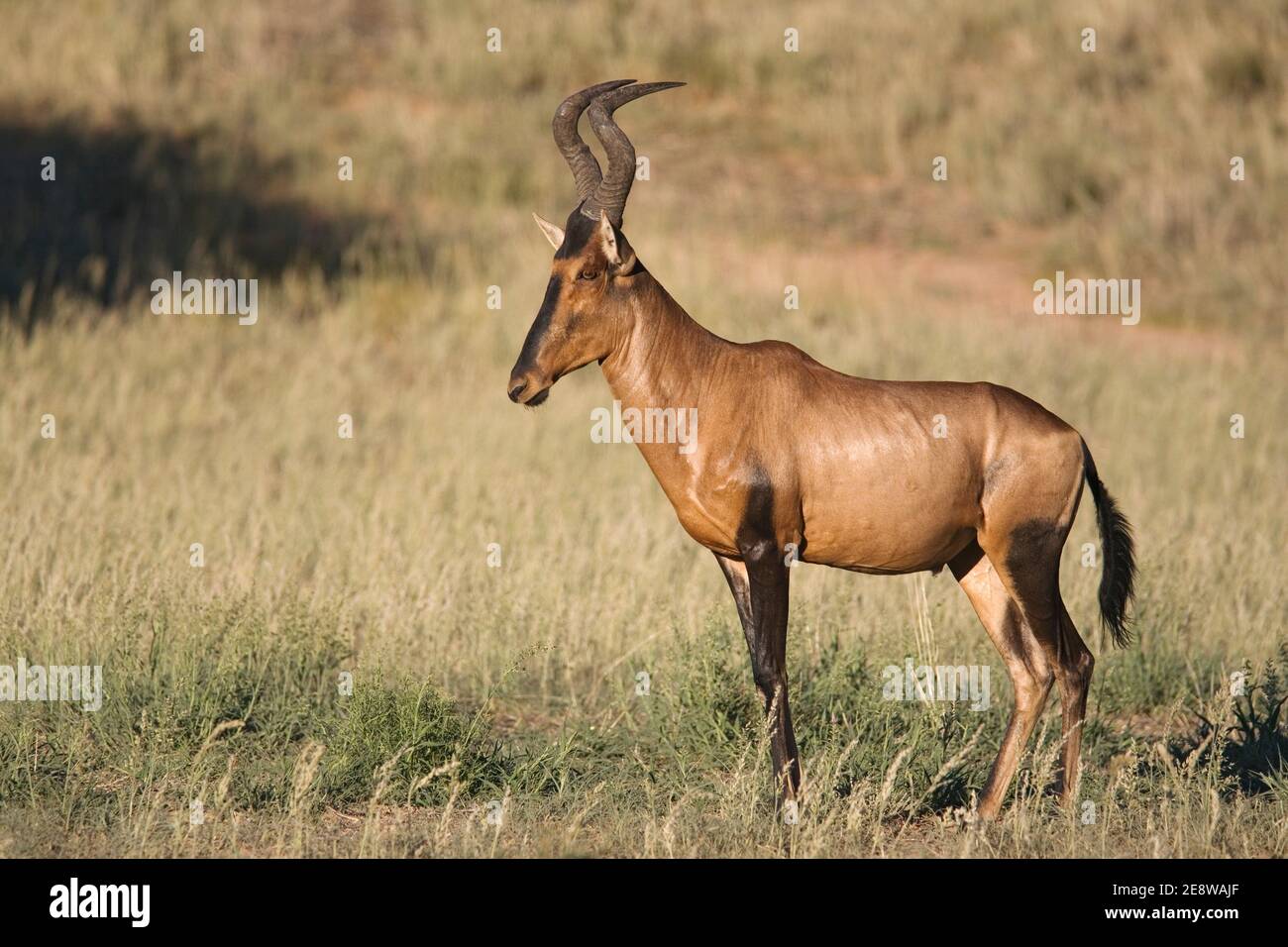 Hartebeest rouge (Alcelaphus buselaphus caama), parc transfrontier de Kgalagadi, Afrique du Sud Banque D'Images