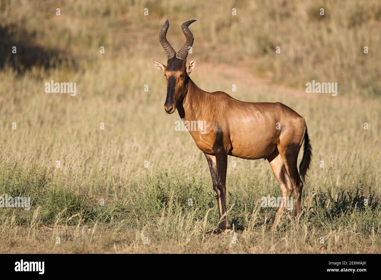 Hartebeest rouge (Alcelaphus buselaphus caama), parc transfrontier de Kgalagadi, Afrique du Sud Banque D'Images