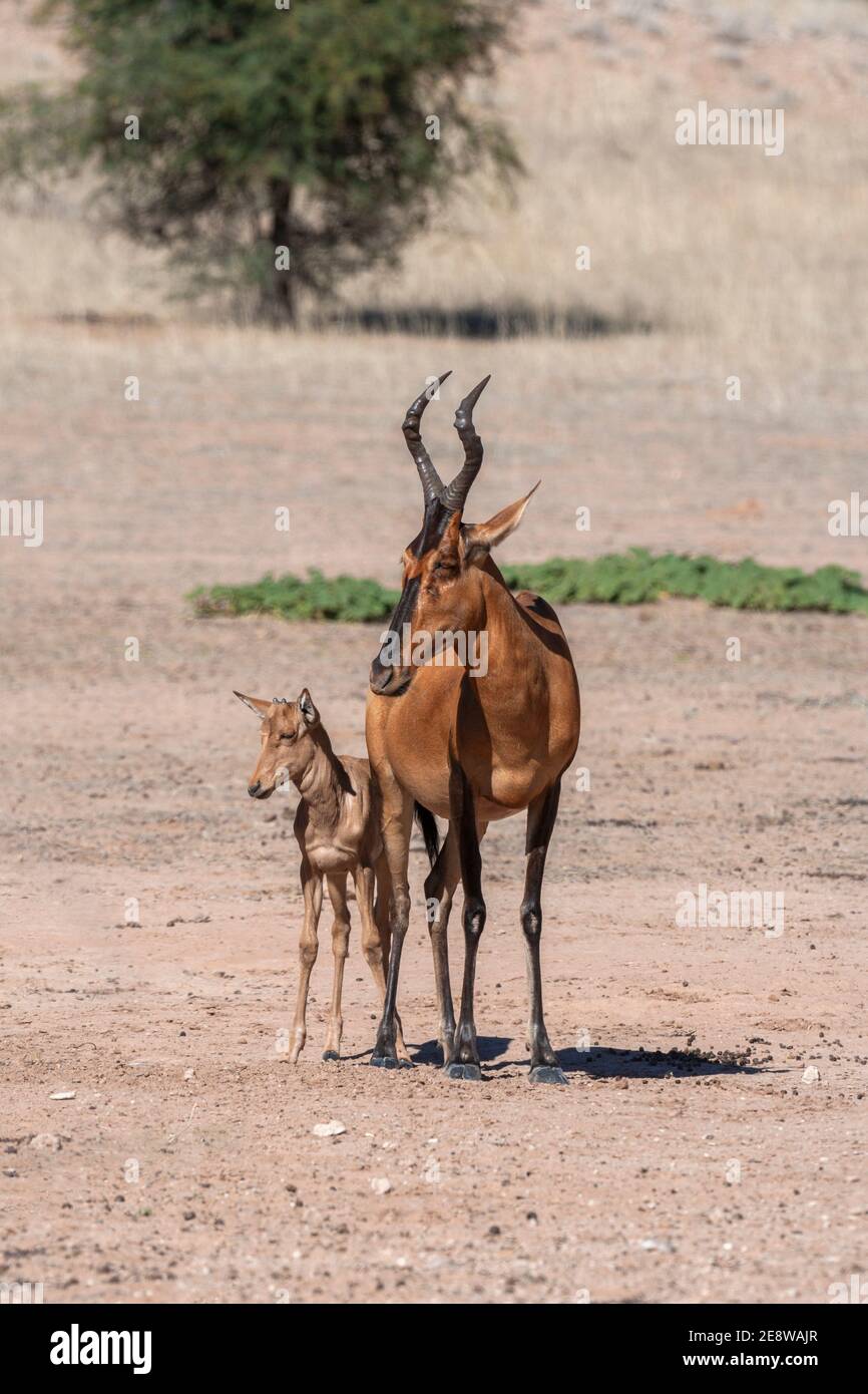 (Alcelaphus buselaphus bubale rouge caama) avec les jeunes, Kgalagadi transfrontier Park, Afrique du Sud Banque D'Images