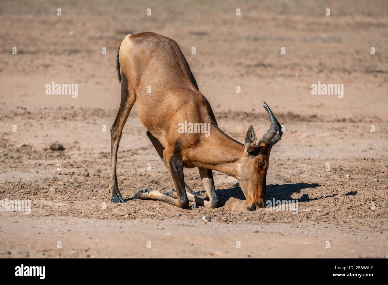 Hartebeest rouge (Alcelaphus buselaphus caama) à Salt Lick, parc transfrontier de Kgalagadi, Afrique du Sud Banque D'Images