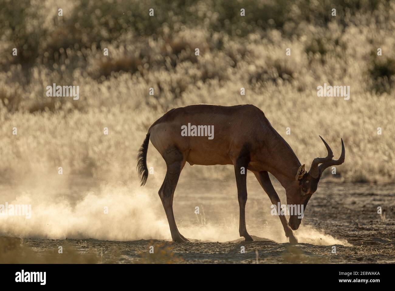 Hartebeest rouge (Alcelaphus buselaphus caama) qui se dépoussiére pour se baigner, parc transfrontier de Kgalagadi, Afrique du Sud Banque D'Images