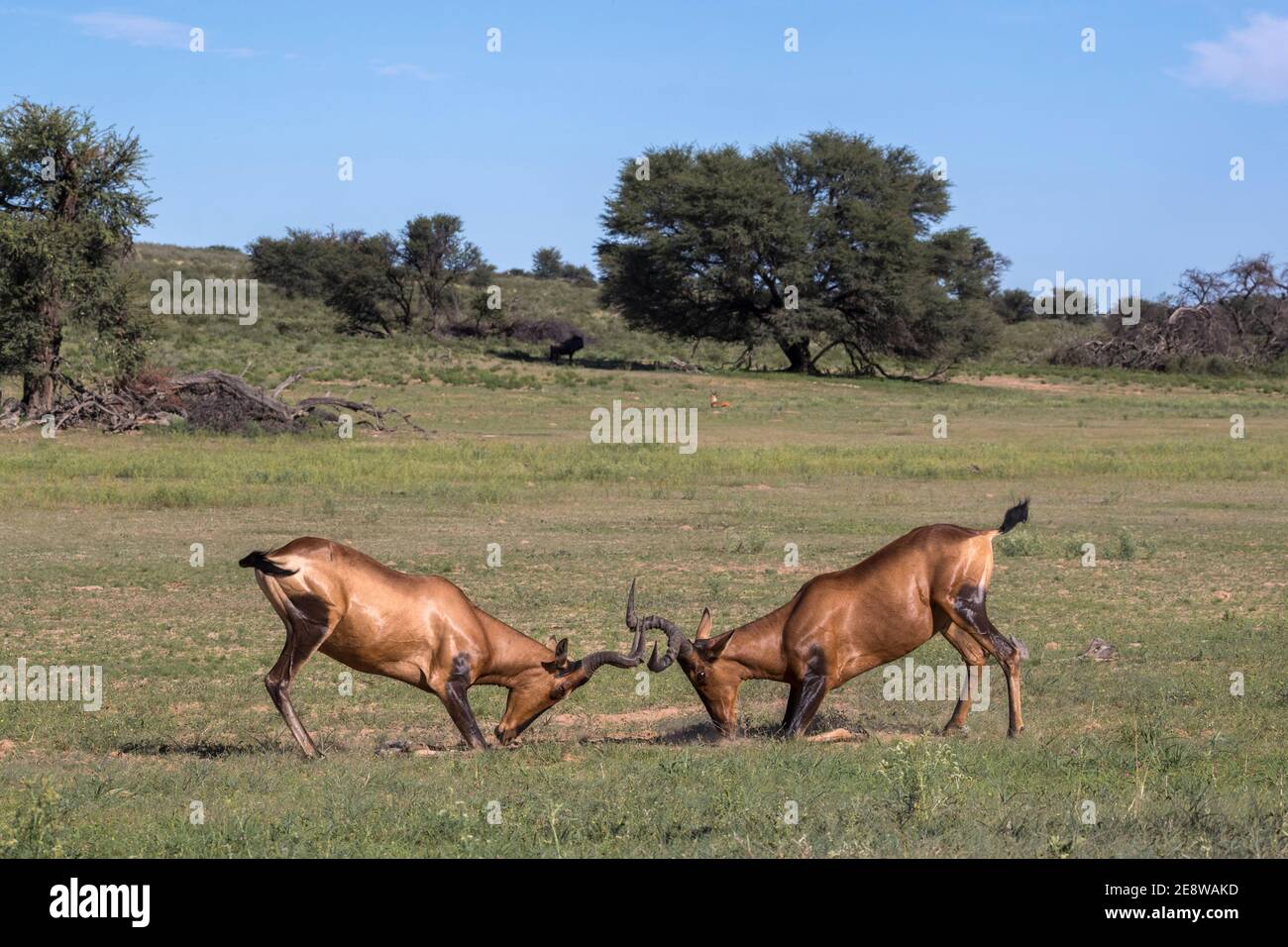 Lutte contre le hartebeest rouge (Alcelaphus buselaphus caama), parc transfrontier de Kgalagadi, Afrique du Sud Banque D'Images