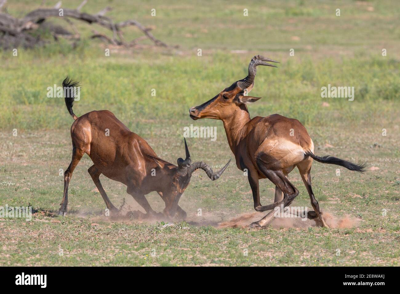 Lutte contre le hartebeest rouge (Alcelaphus buselaphus caama), parc transfrontier de Kgalagadi, Afrique du Sud Banque D'Images