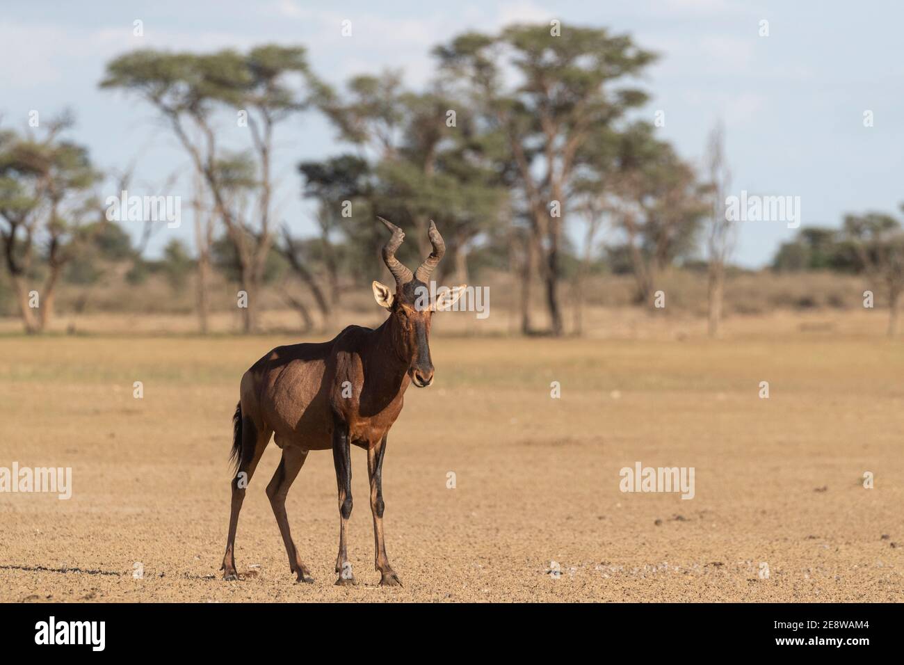 Hartebeest rouge (Alcelaphus buselaphus caama), parc transfrontier de Kgalagadi, Afrique du Sud Banque D'Images