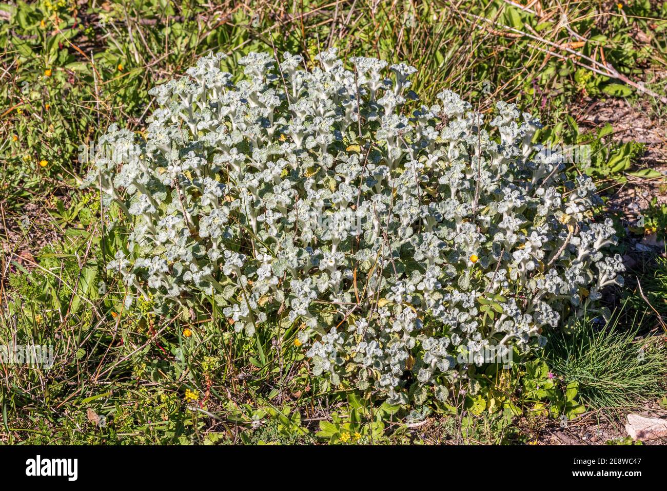 Marrubium vulgare, White Horepain Plant Banque D'Images