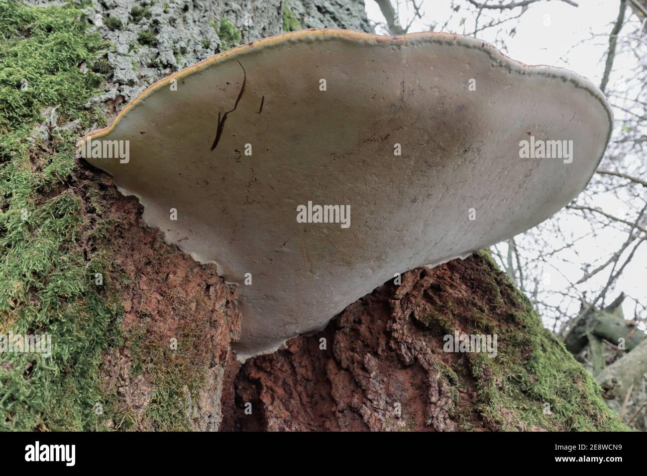 Champignons de support poussant sur un tronc d'arbre Royaume-Uni Banque D'Images