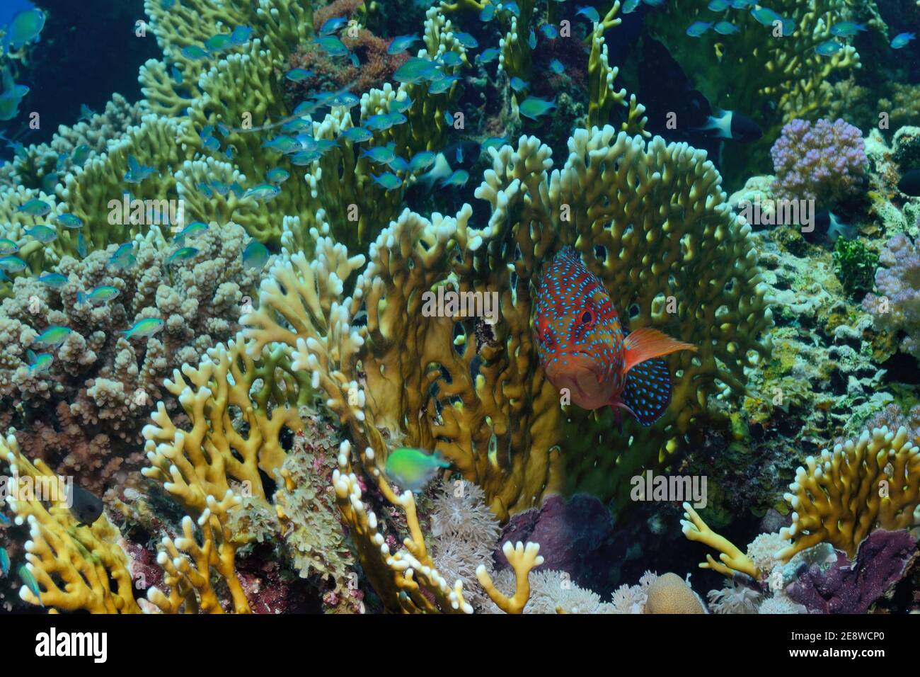 Cephalophalis miniata, écorce de corail, mérou de corail, Juwelenbarsch, Juwelen-Zackenbarsch, Plage d'Utopia, Mer Rouge, Egypte, Rotes Meer, Ägitten Banque D'Images