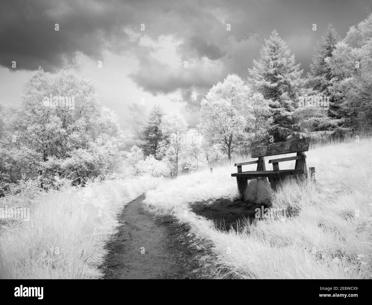 Image infrarouge d'un chemin et d'un banc dans une clairière de bois. Banque D'Images
