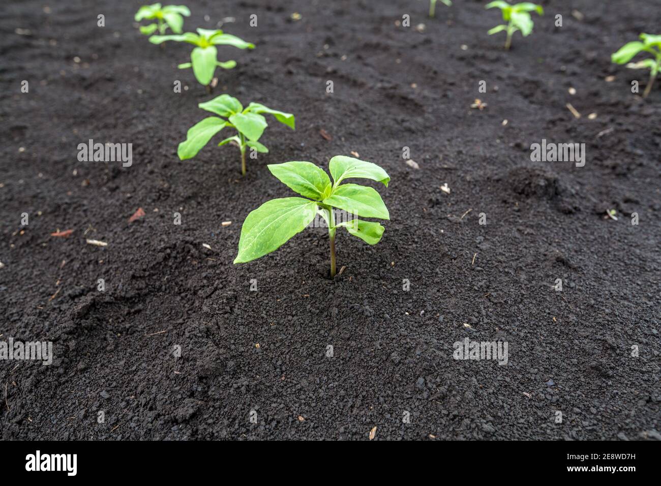 Gros plan d'une germe de tournesol illuminée par le soleil de l'après-midi sur un sol noir fertile. Concept agro culture. Banque D'Images