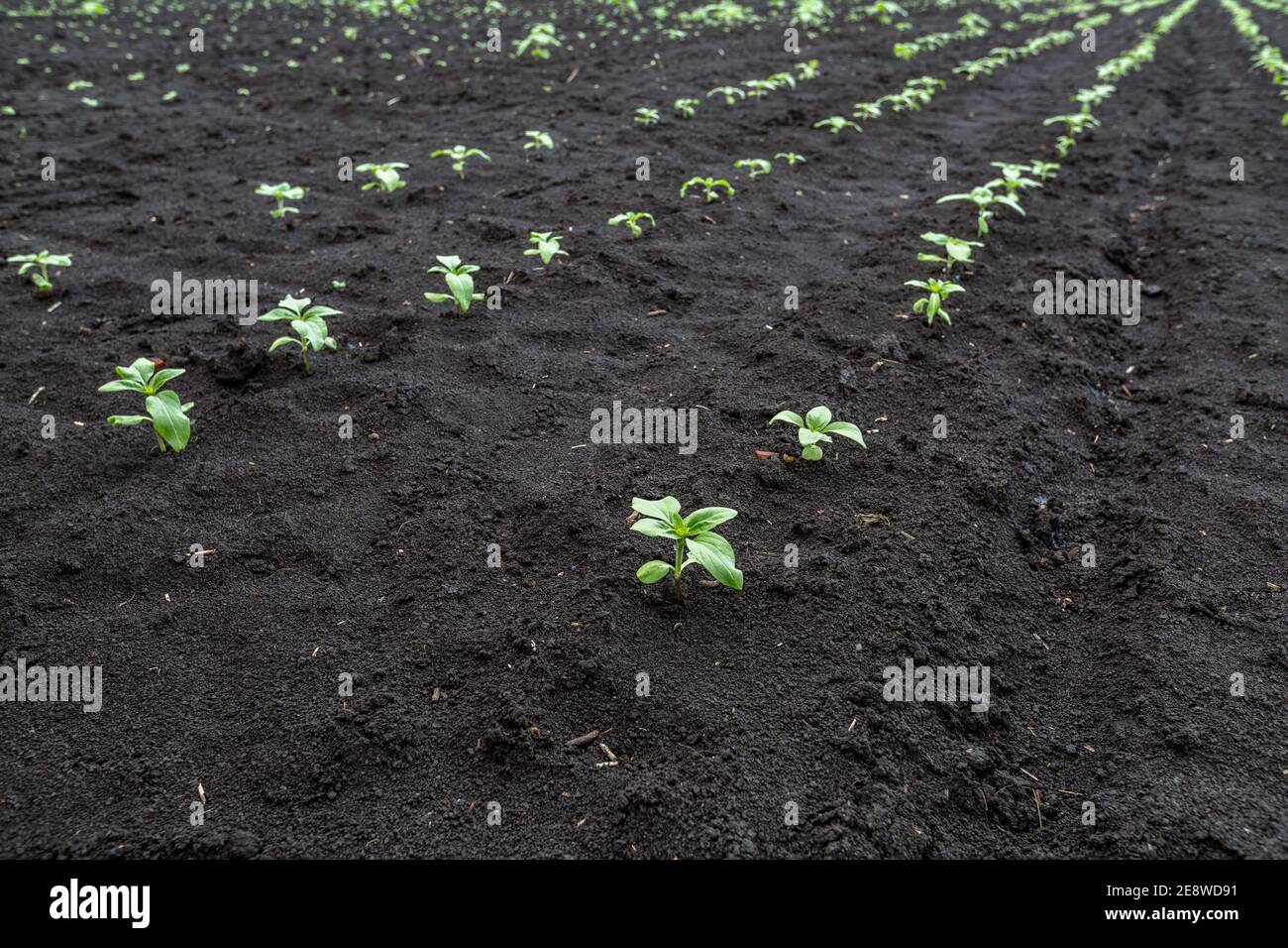 Gros plan d'une germe de tournesol illuminée par le soleil de l'après-midi sur un sol noir fertile. Concept agro culture. Banque D'Images