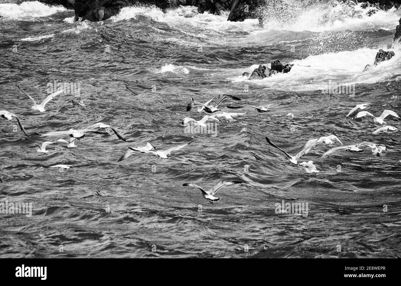 Goélands sur une mer agitée. Banque D'Images