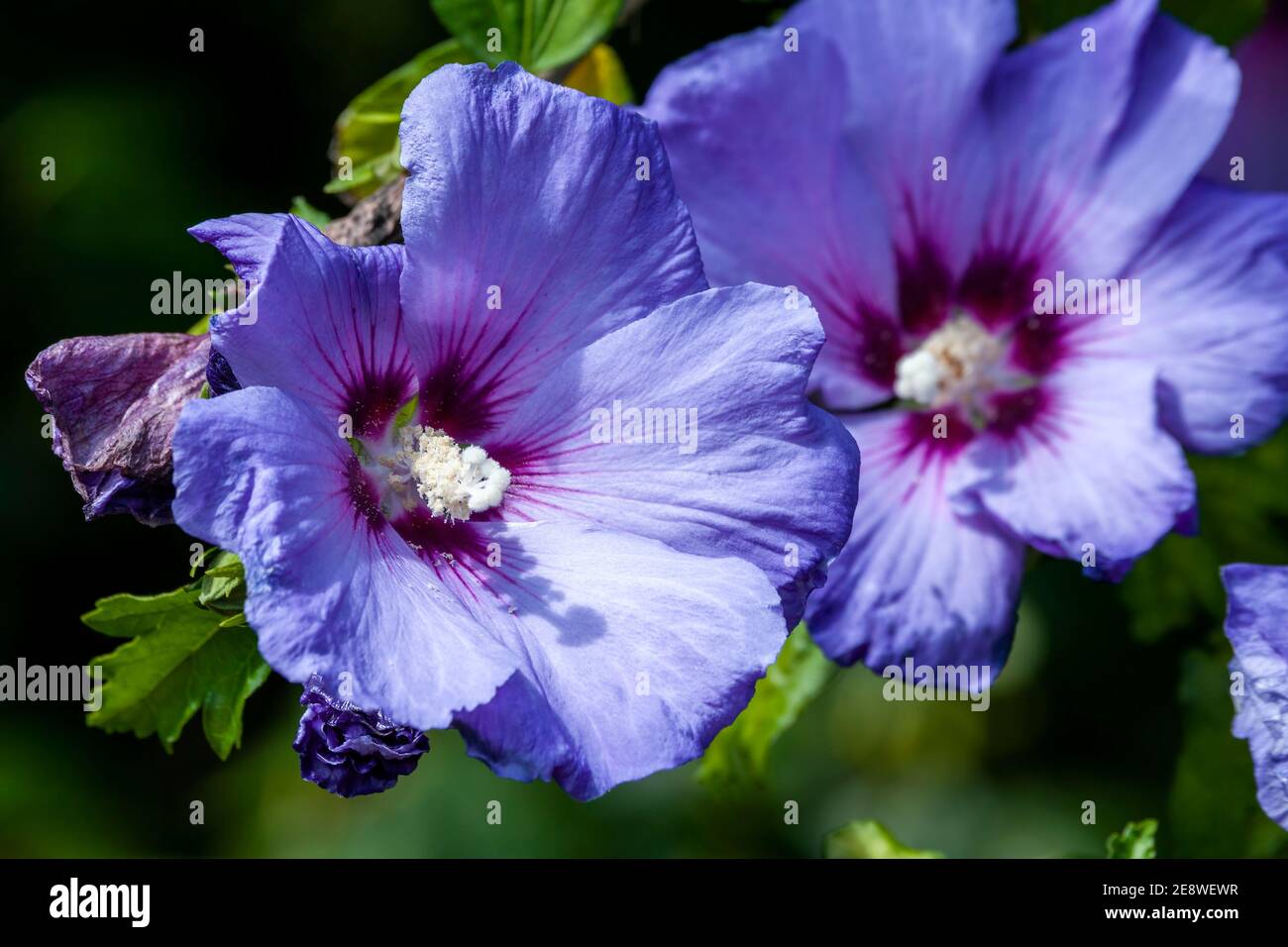 Hibiscus sinosyriacus 'Blue Bird' plante arbustive à fleurs d'été avec Une fleur d'été bleu-violet communément connue sous le nom de rose chinoise De Sharon ou Rose Banque D'Images