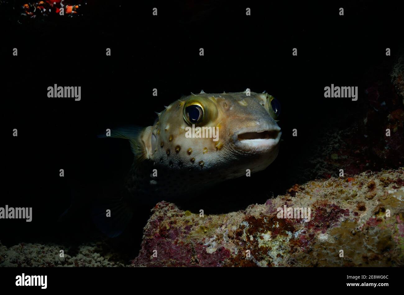 Cyclitchthys spilostylus, burrfish à point de vue, burrfish à point jaune, Gelbflecken-IgelfischUtopia Beach, Mer Rouge, Egypte, Rotes Meer, Ägitten Banque D'Images